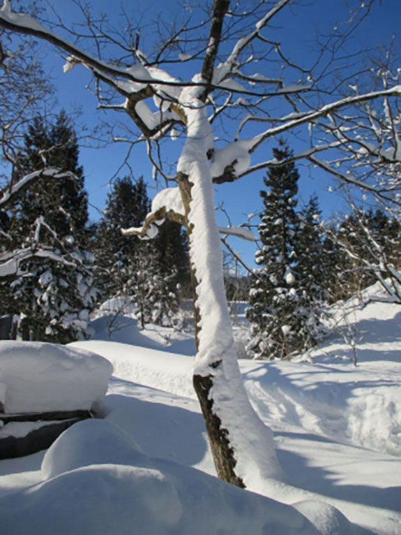 約2.0ｍ以上の積雪